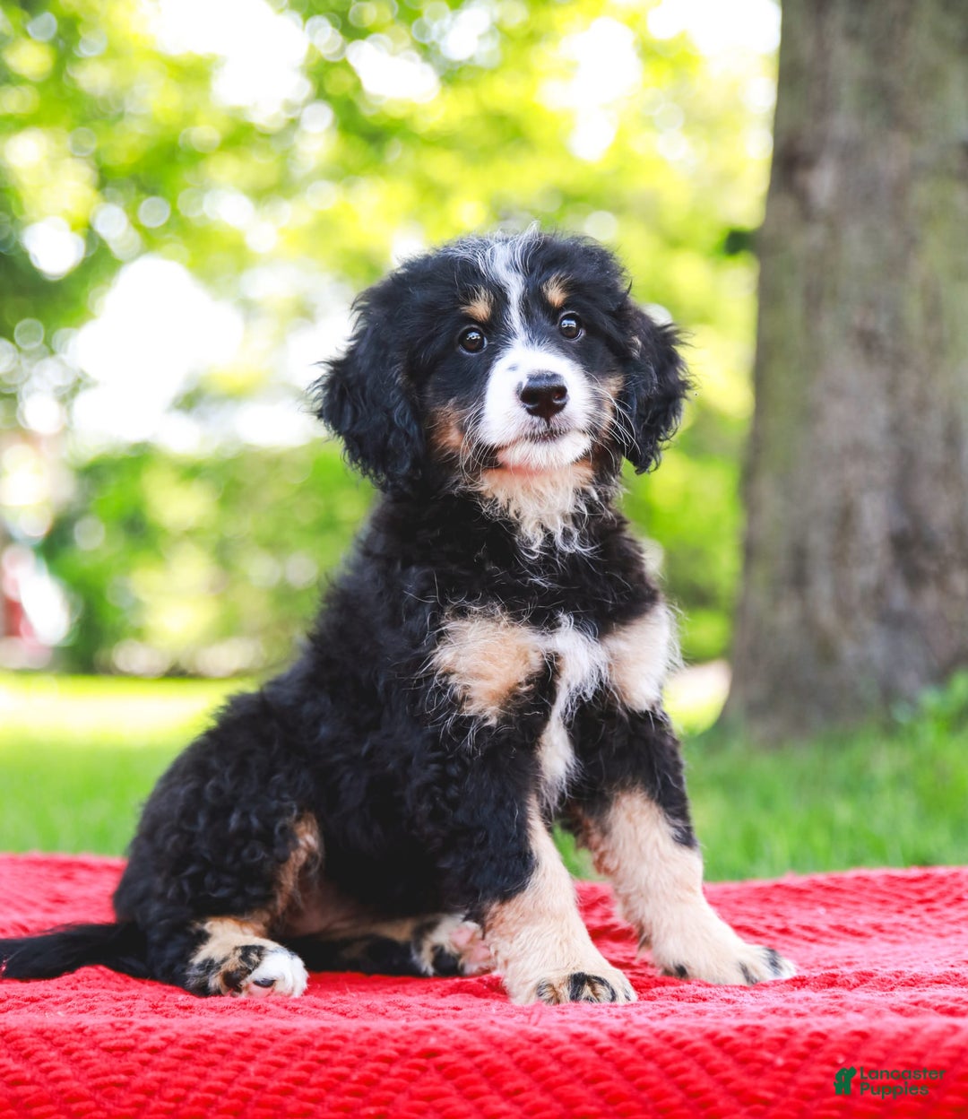 Mini Bernedoodle dogs for sale: Selah - Image 2