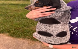 Coonhound dogs for sale: Pugsley - Image 2