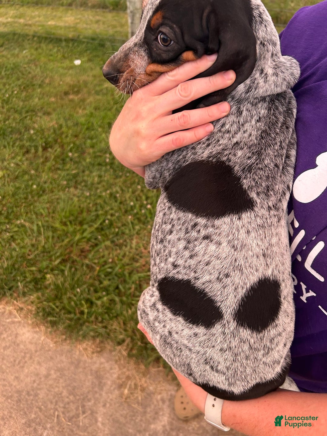 Coonhound dogs for sale: Pugsley - Image 2