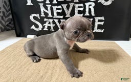 French Bulldog dogs for sale: Lucky - Image 3