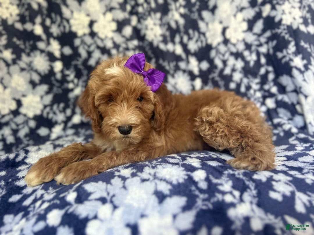 Cockapoo dogs for sale: Missy - Image 8
