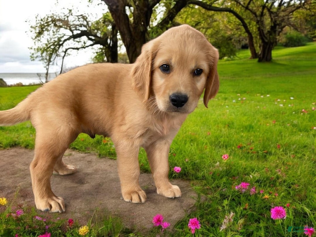Golden Retriever dogs for sale: Sammy - Image 6
