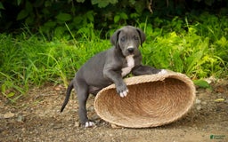 Great Dane dogs for sale: Lucy - Image 2