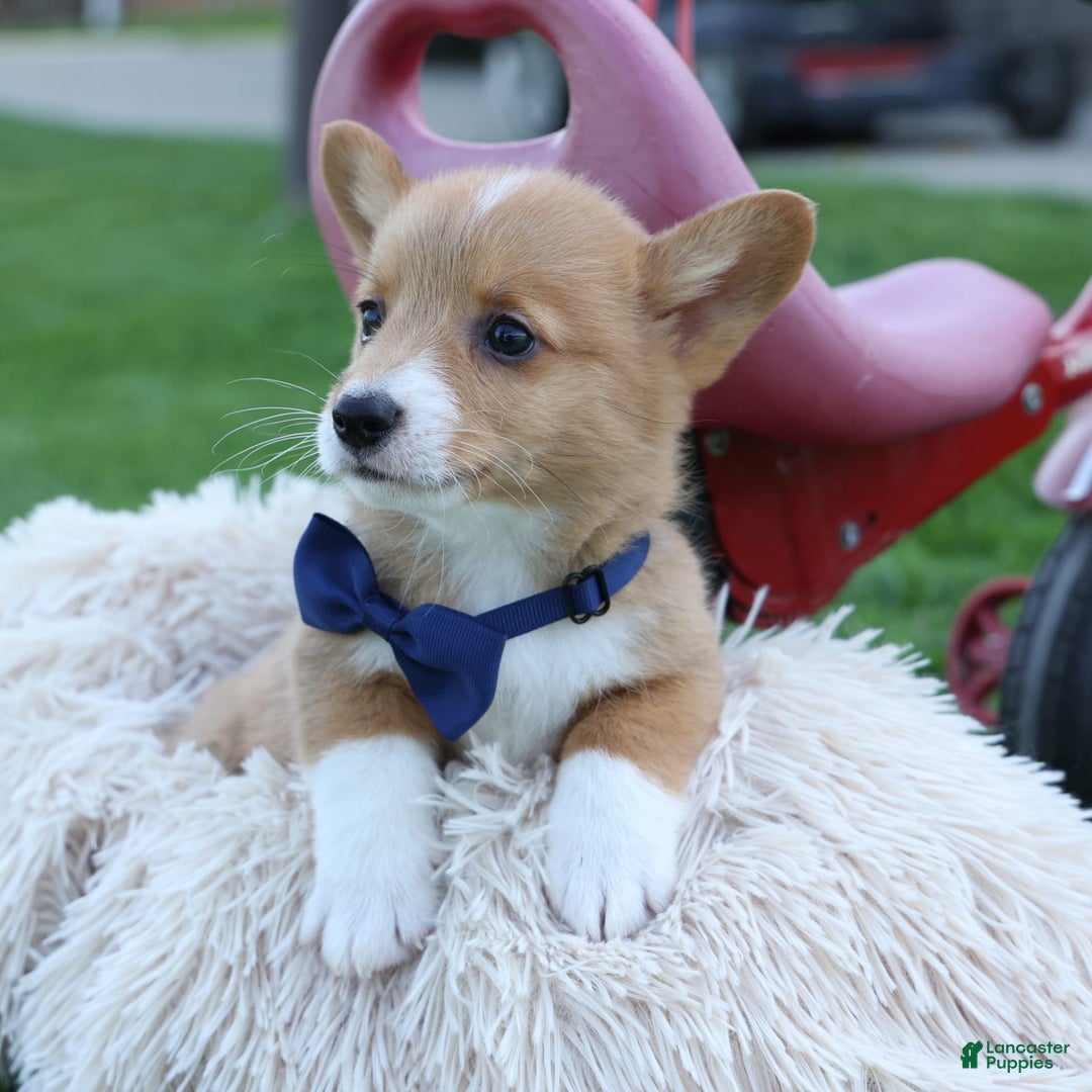 Welsh Corgi Pembroke dogs for sale: Gilbert - Image 16