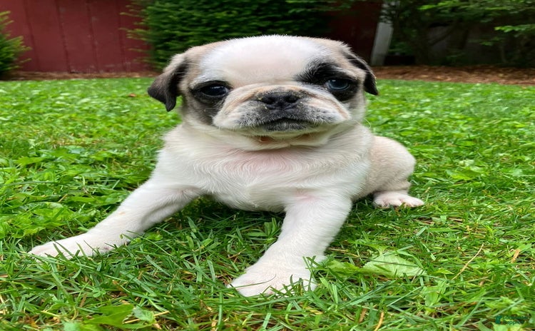 Pug dogs for sale - Ad 3