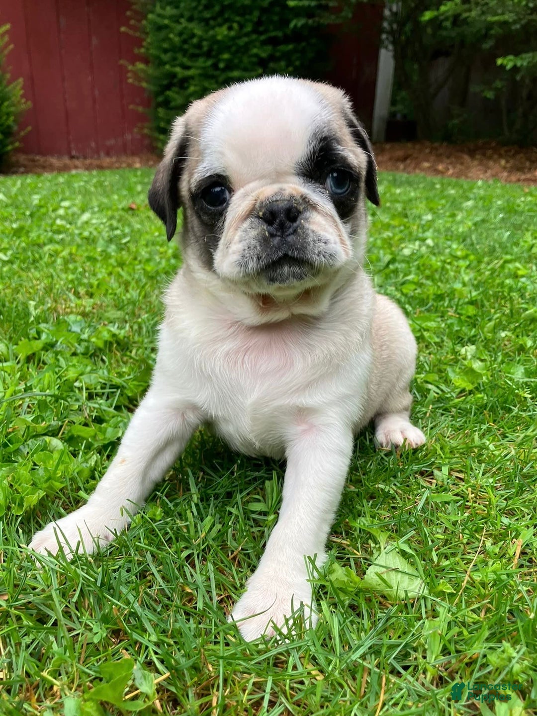 Pug dogs for sale: Champ - Image 1
