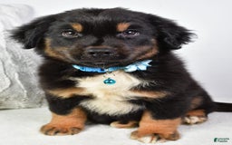 Australian Shepherd dogs for sale: Australian Shepherd 3 puppies - Image 8