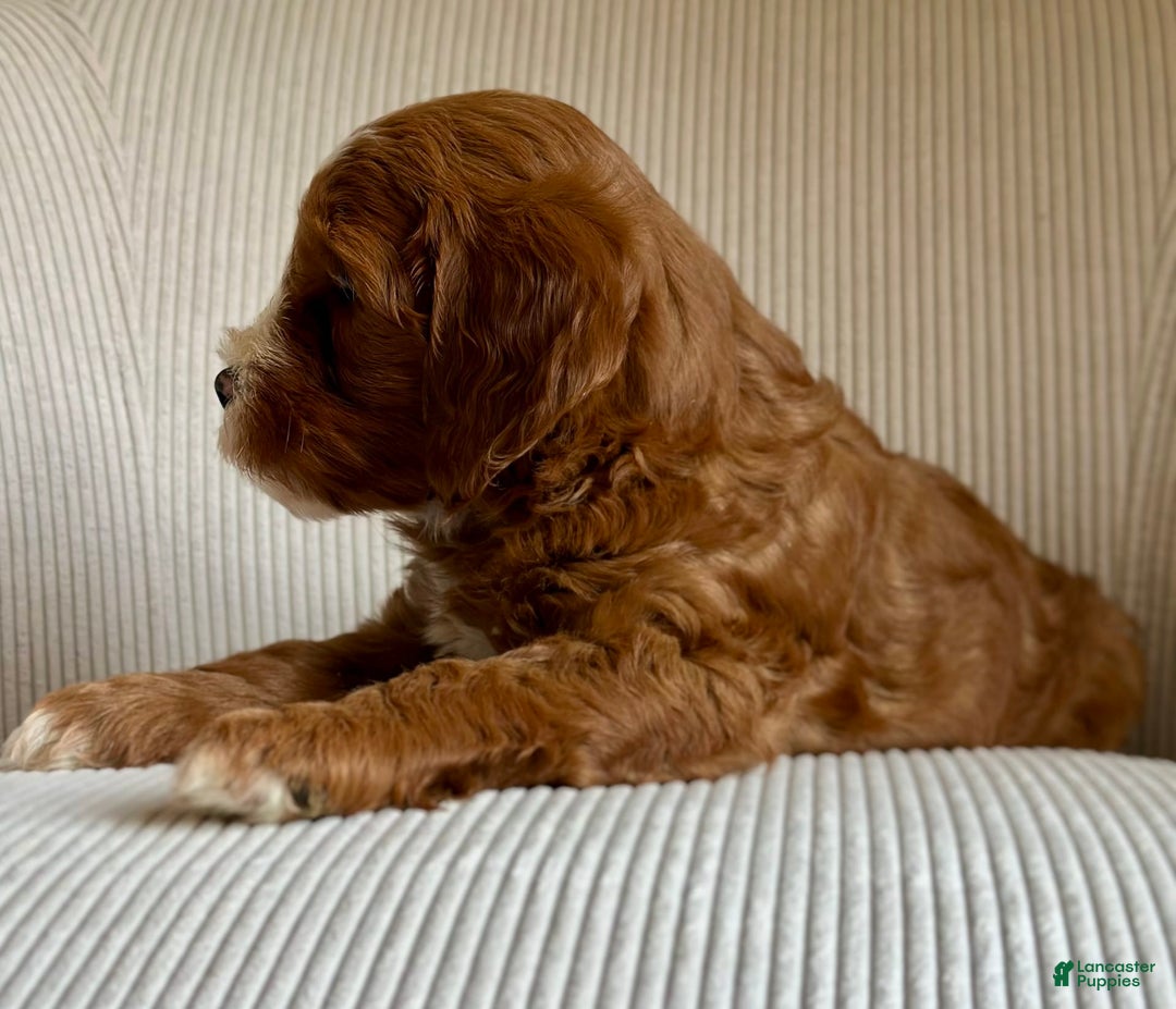 Mini Goldendoodle dogs for sale: Ranger - Image 6