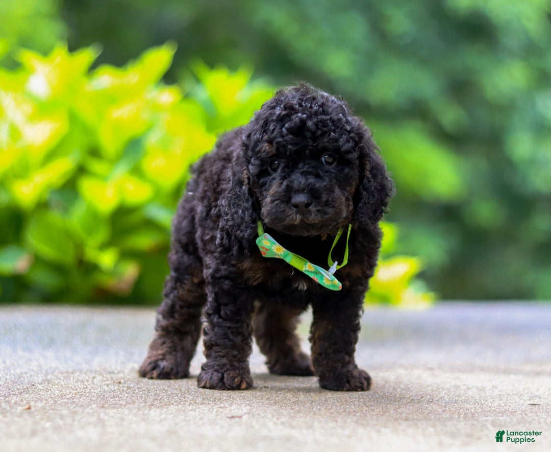 Cockapoo dogs for sale: Midnight - Image 3