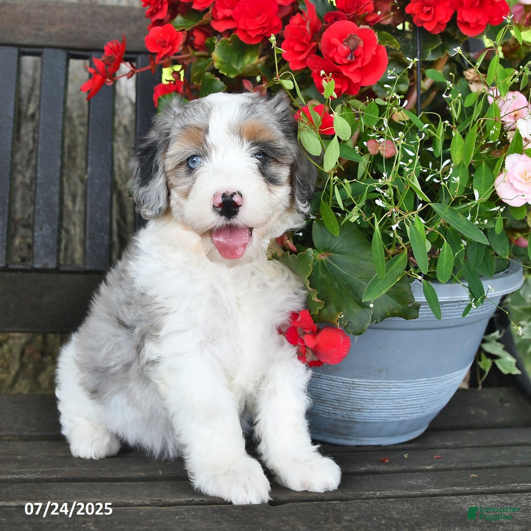 Mini Aussiedoodle dogs for sale: Adison - Image 2