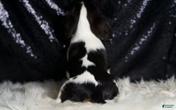 Cavalier King Charles Spaniel dogs for sale: Diamond - Image 2