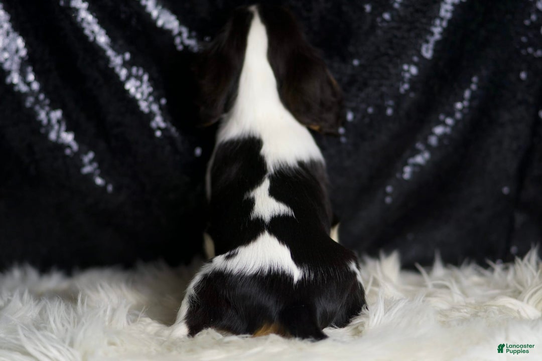 Cavalier King Charles Spaniel dogs for sale: Diamond - Image 2