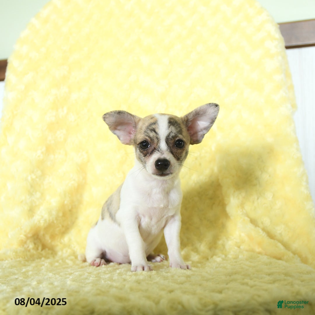 Chihuahua dogs for sale: Oreo - Image 5