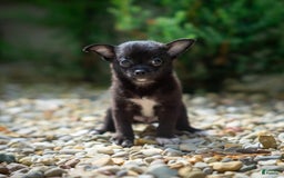 Pomchi dogs for sale: Batty - Image 7