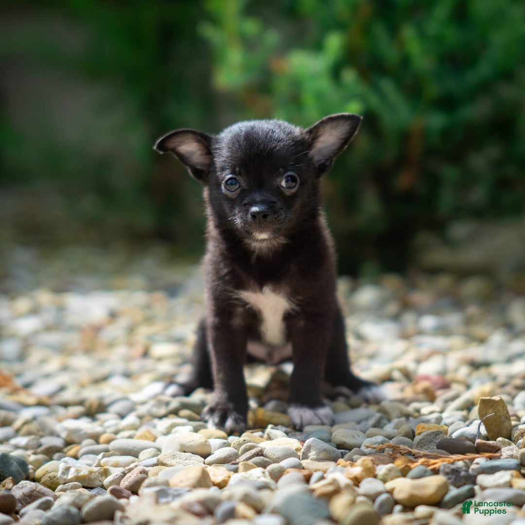Pomchi dogs for sale: Batty - Image 7