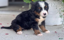 Bernese Mountain Dog dogs for sale: Dimitri - Image 1