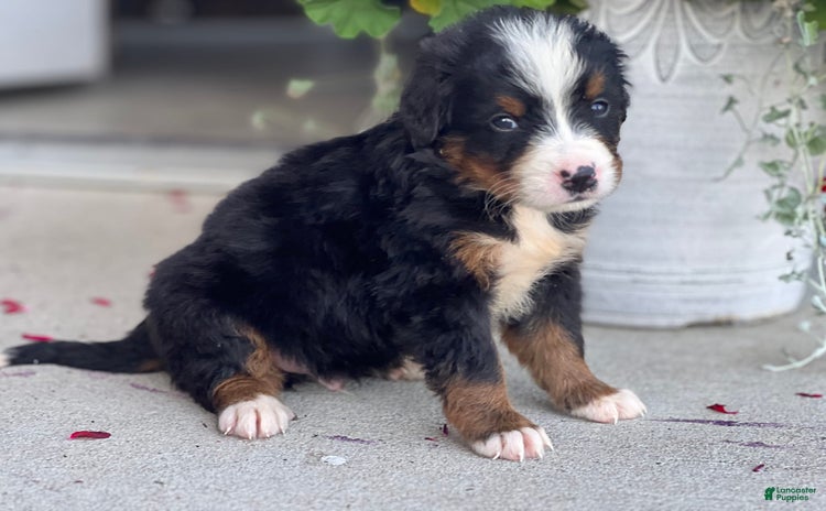 Bernese Mountain Dog dogs for sale - Ad 1