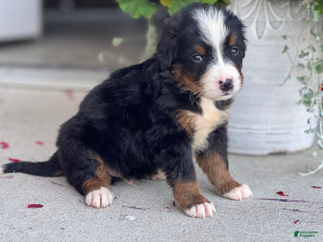 Bernese Mountain Dog dogs for sale: Dimitri - Image 1