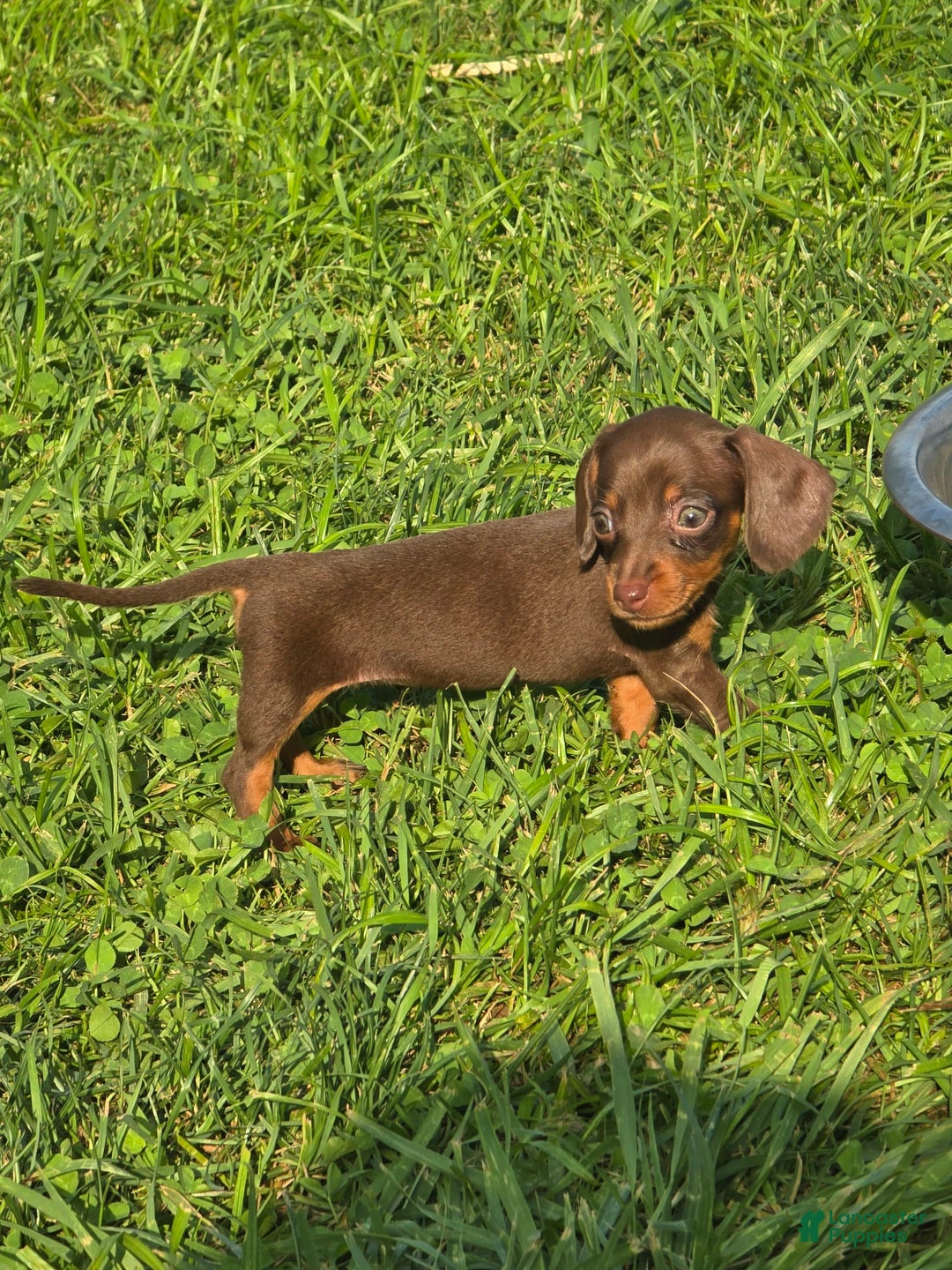 Dachshund dogs for sale: Daisy - Image 8