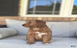 Goldendoodle dogs for sale: Lanie - Image 3