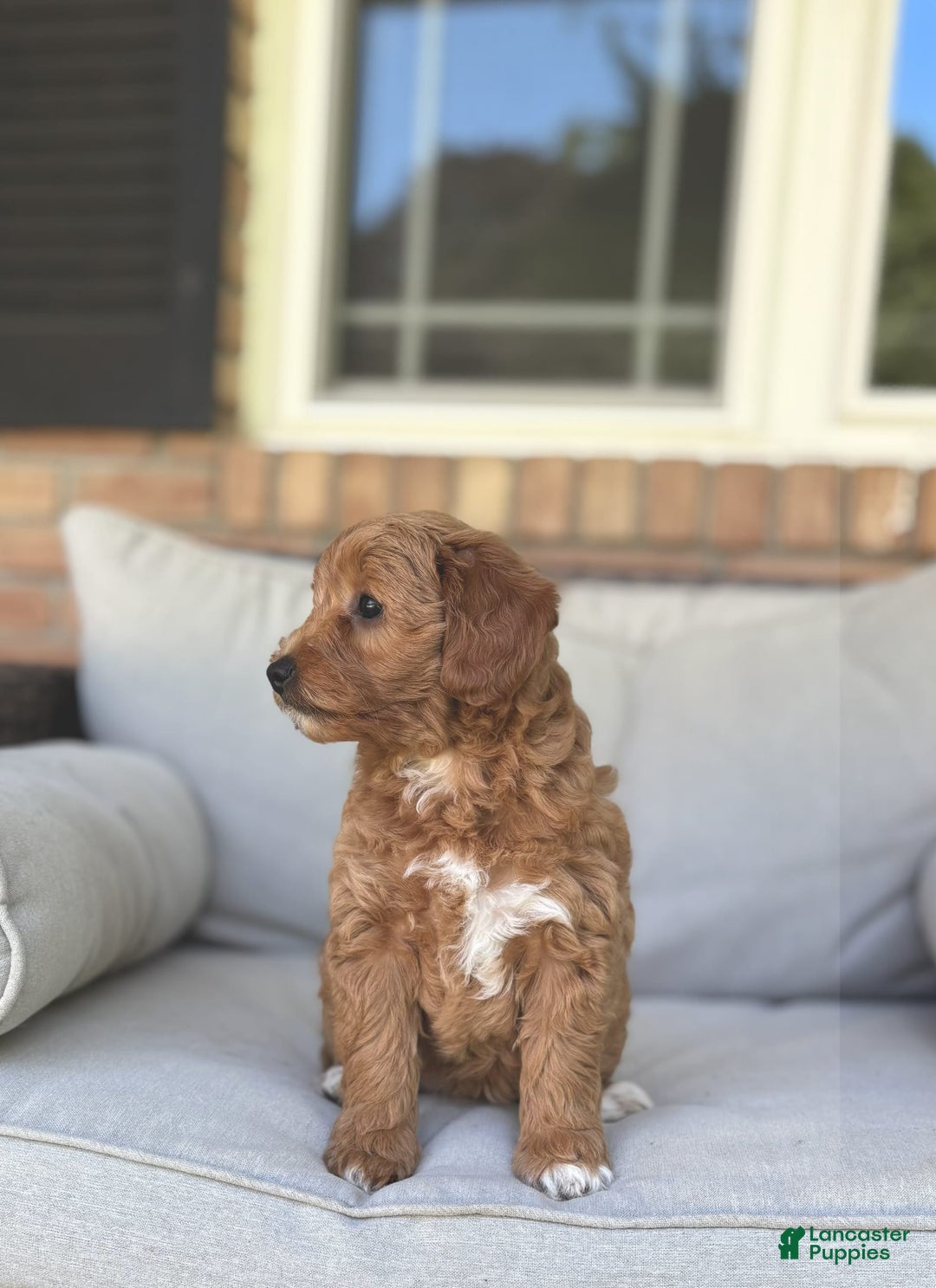 Goldendoodle dogs for sale: Lanie - Image 3