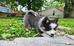Pomsky dogs for sale: Magneto - Image 7