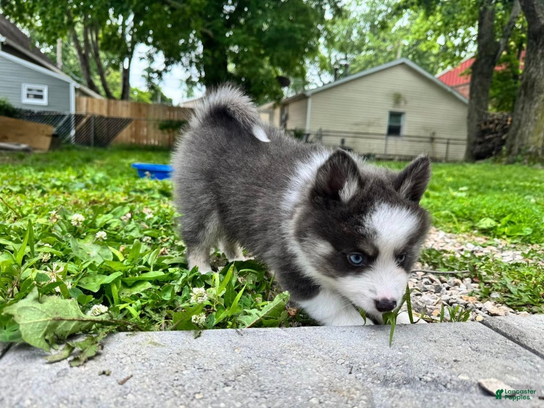 Pomsky dogs for sale: Magneto - Image 7