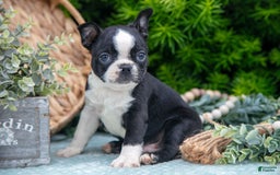 Boston Terrier dogs for sale: Denny - Image 1