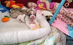 French Bulldog dogs for sale: Athena Akc - Image 30