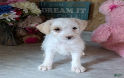 Jackapoo dogs for sale: Maisy - Image 1
