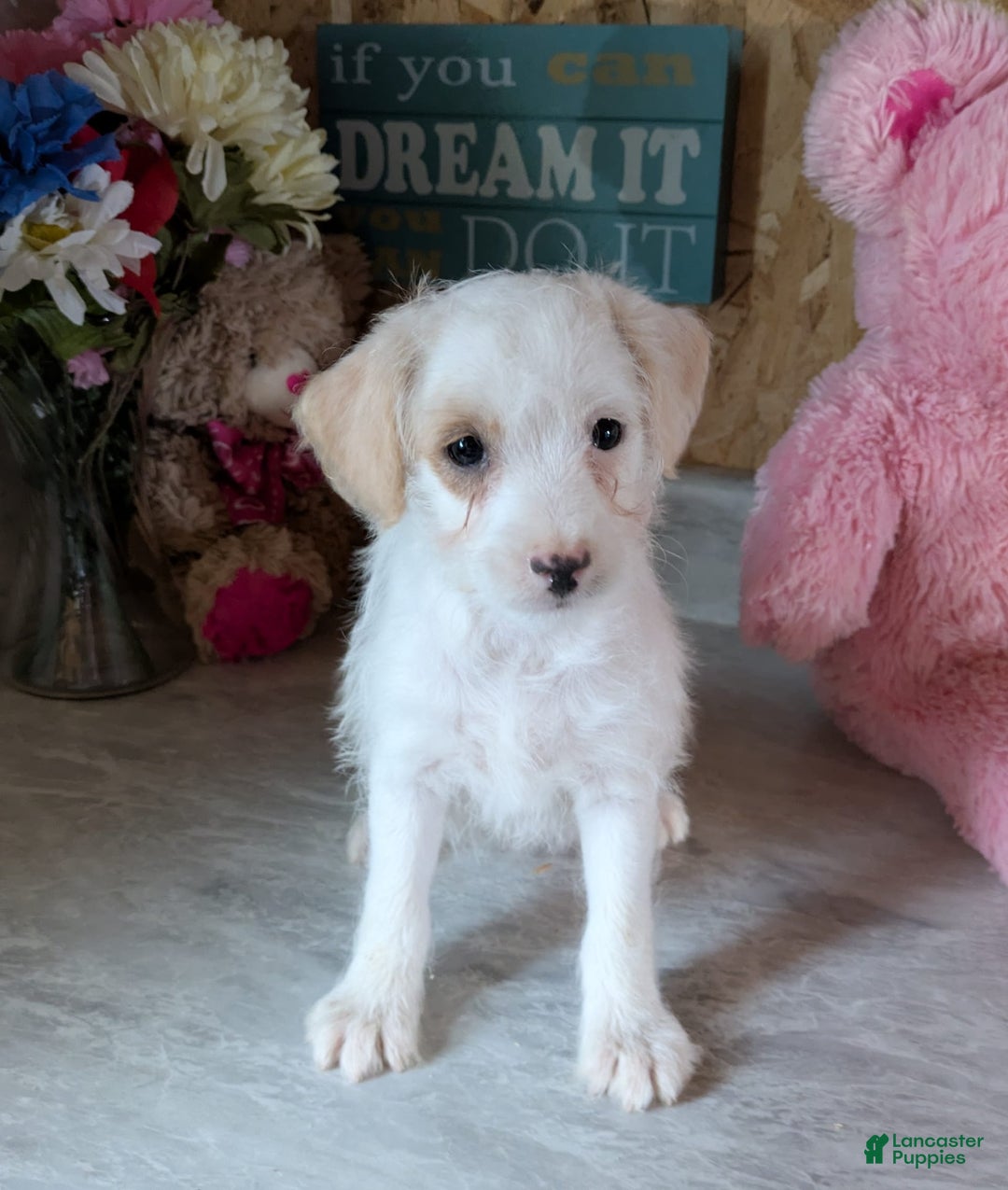 Jackapoo dogs for sale: Maisy - Image 1