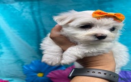 Maltese dogs for sale: AKC orange bow - Image 3