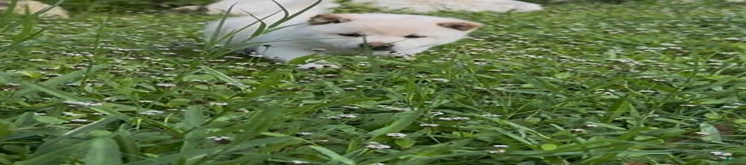 Aiko