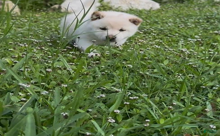 Shiba Inu dogs for sale - Ad 1