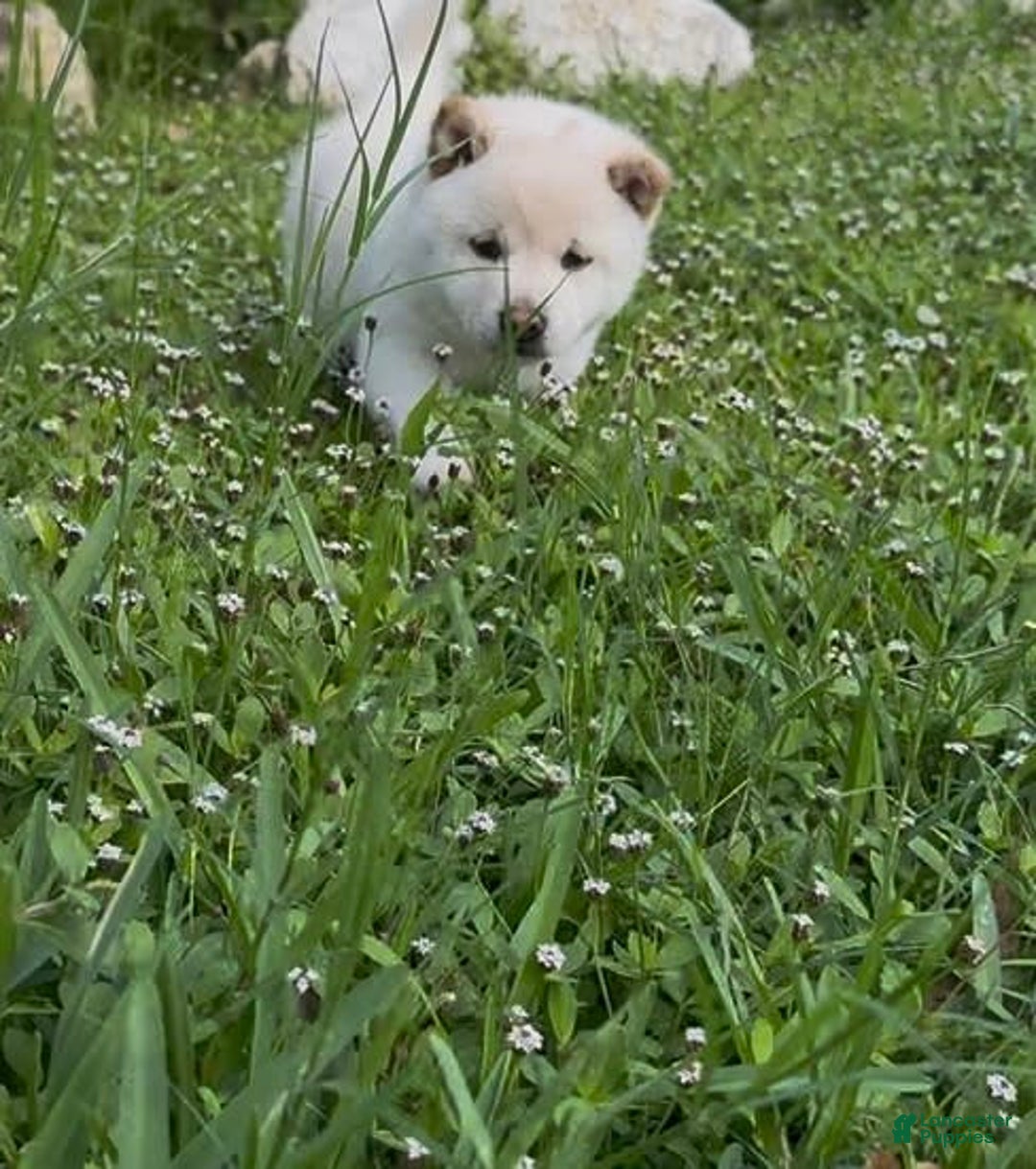 Shiba Inu dogs for sale: Aiko - Image 1