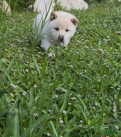 Shiba Inu dogs for sale - Ad 1