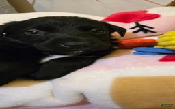 Labrador Retriever dogs for sale: Darth - Image 3