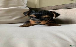 Yorkshire Terrier dogs for sale: Nala - Image 5