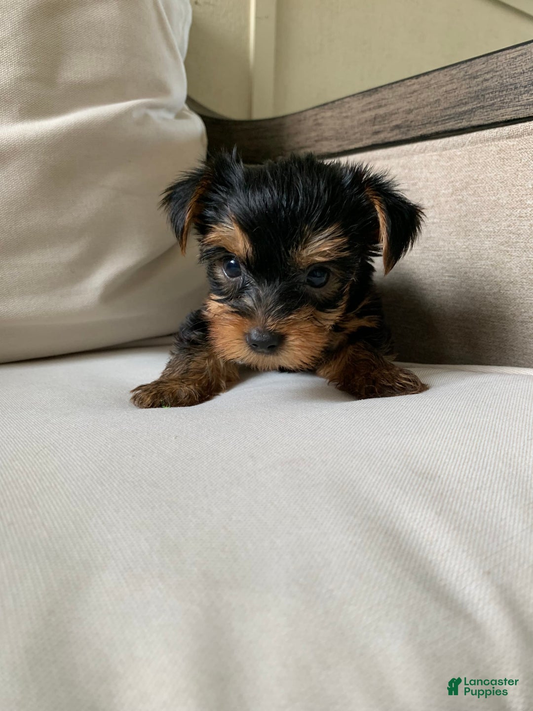 Yorkshire Terrier dogs for sale: Nala - Image 5