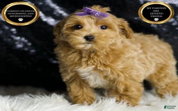 Maltipoo dogs for sale: Felicity - Image 1
