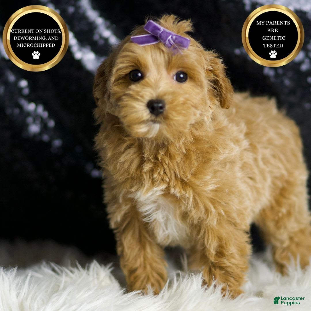 Maltipoo dogs for sale: Felicity - Image 1