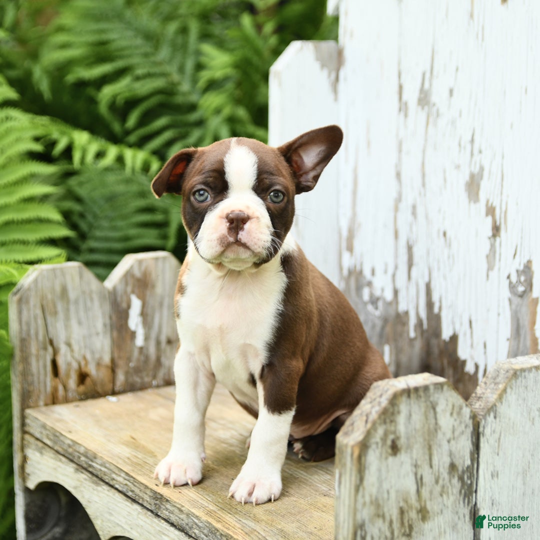 Boston Terrier dogs for sale: Honey - Image 2