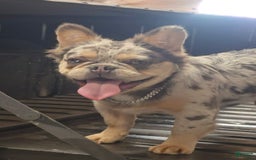 French Bulldog dogs for sale: Sonic - Image 4