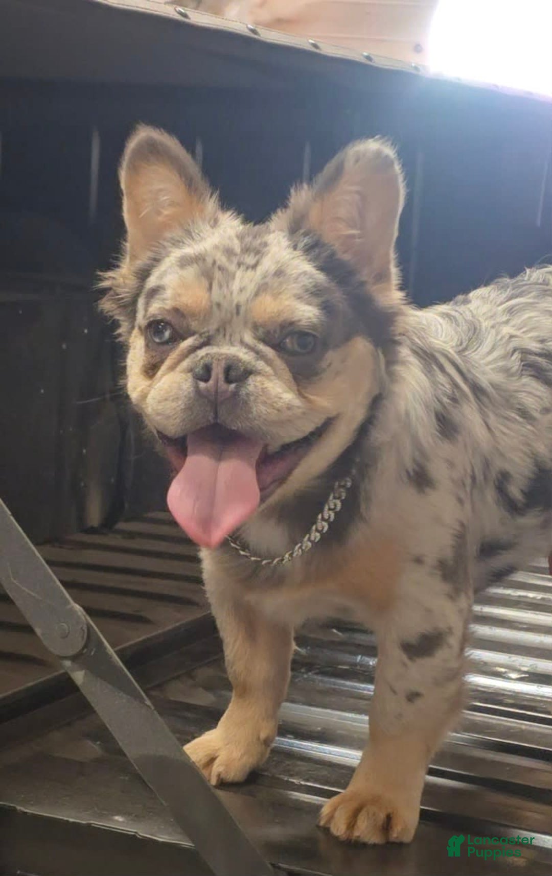 French Bulldog dogs for sale: Sonic - Image 4