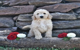 Mini Goldendoodle dogs for sale: Sandy - Image 3