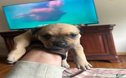American Bully dogs for sale: Enzo - Image 1