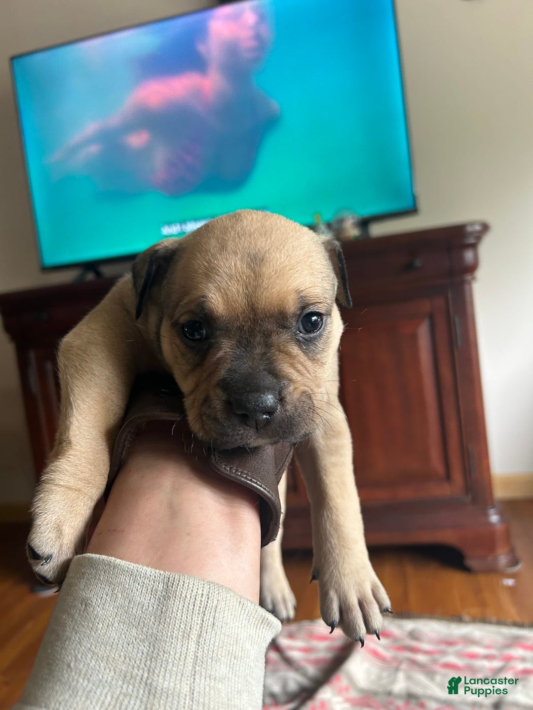 American Bully dogs for sale: Enzo - Image 1