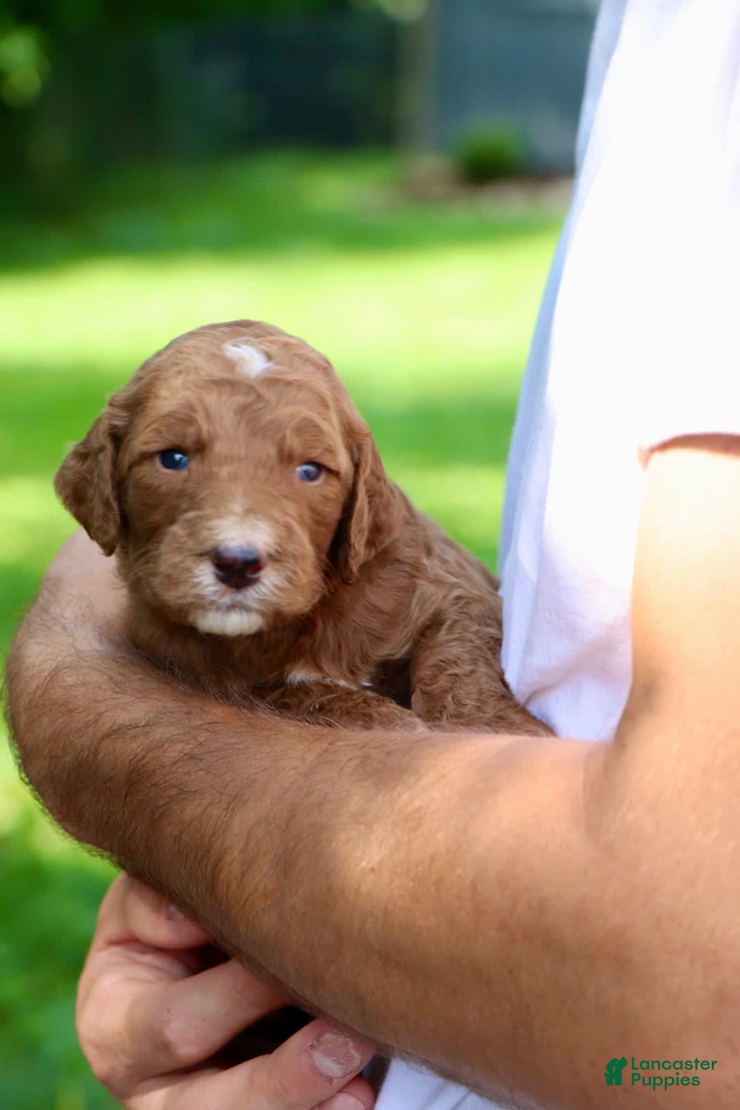 Irish Doodle dogs for sale: Freddy - Image 1