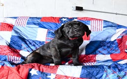 Cane Corso dogs for sale: Meadow - Image 4
