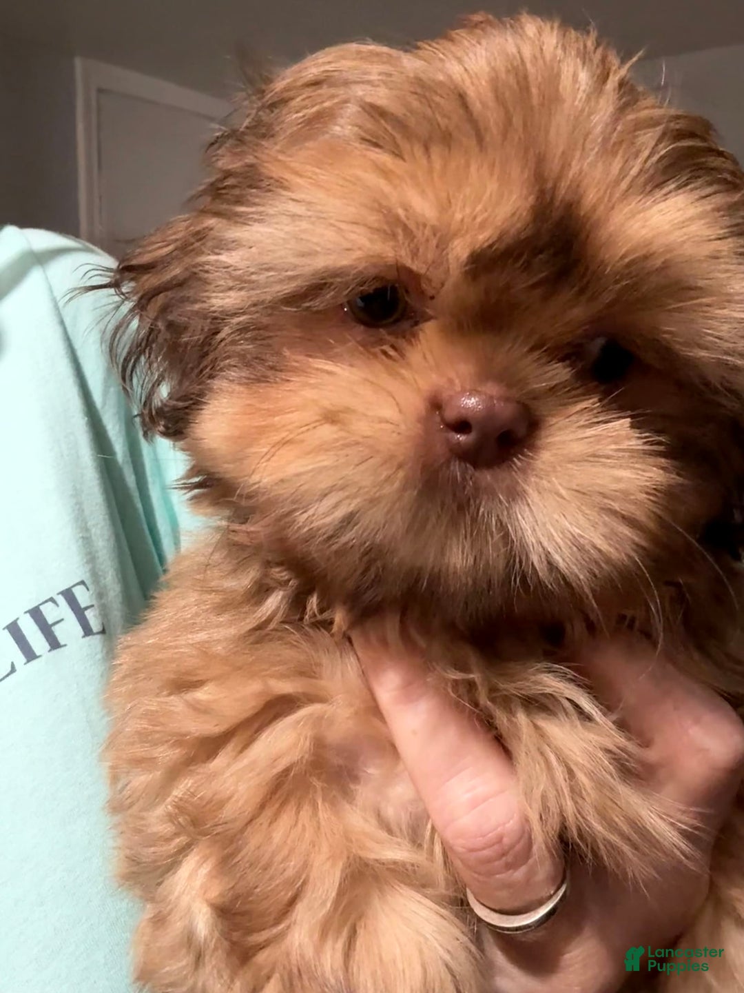 Shih Tzu dogs for sale: Brennan - Image 13